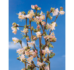 Lonicera fragrantissima / Zimolez vonný, 40-50 cm, C3