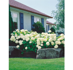Hydrangea arborescens ´Annabelle´ / Hortenzie stromečková, 40-60 cm, C2