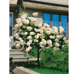 Hydrangea paniculata ´Grandiflora´ / Hortenzie latnatá, 15-20 cm, K9