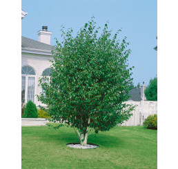 Betula utilis jacquemontii / Bříza himalájská, 175-200 cm, C10