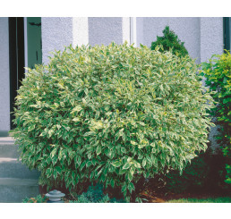 Cornus alba ´Elegantissima´ / Svída bílá / Dřín, 40-50 cm, C2