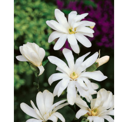 Magnolia stellata ´Waterlily´ / Šácholan hvězdovitý, 40-50 cm, C1