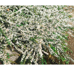 Cotoneaster microphyllus ´Evergreen´ / Skalník drobnolistý, 30-40 cm, C2