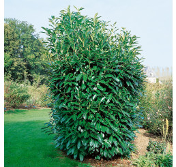 Prunus laurocer. ´Caucasica´ / Bobkovišeň lékařská, 30-40 cm, K9