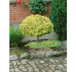 Euonymus fortun. ´Emerald Gold´ / Brslen Fortuneův, 60 cm stromek, C5