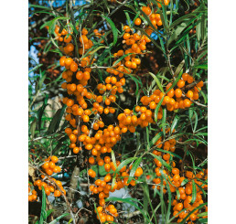 Hippophae rhamnoides ´Leikora´ / Rakytník řešetlákový, samičí r., K9