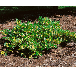 Euonymus fortunei ´Sunspot´ / Brslen Fortuneův, 12-15 cm, K9