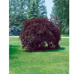 Fagus sylvatica ´Purpurea Pendula´ / Buk lesní převislý purpurově červený, 100-125 cm, C7,5