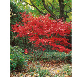 Acer palmatum ´Bloodgood´ / Javor dlanitoklaný, 60-80 cm, C3
