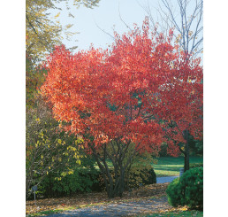 Acer tataricum ´Ginnala / Javor tatarský