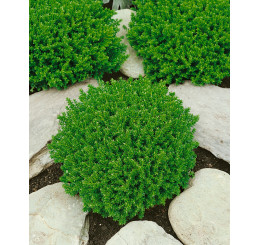 Hebe ´Emerald Green´ / Hebe, K12