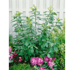 Prunus laurocerasus ´Novita´ / Bobkovišeň lékařská, 30 cm, C1