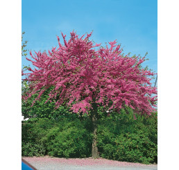 Cercis canadensis / Žmarilka kanadská, 60-80 cm, C5