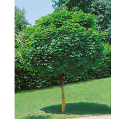 Acer platanoides ´Globosum´ / Javor mléč,  8/10, kmen 225 cm, C25