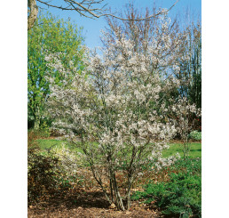 Amelanchier lamarckii / Muchovník Lamarckův, bal. 10 ks C3,5, 3-let.., 60-80 cm, na živý plot