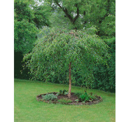 Betula pendula ´Youngii´ / Bříza bělokorá převislá, 150-175 cm, C4