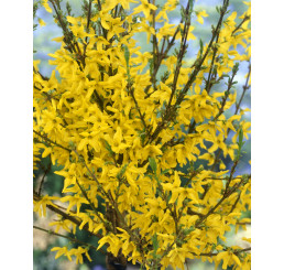 Forsythia x intermedia ´Weekend / Zlatice prostřední, 40-50 cm, C3