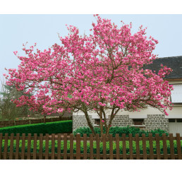 Magnolia soulangeana / Šácholan Soulangeův, 20-30 cm, K9