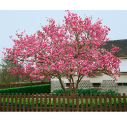 Magnolia soulangeana / Šácholan Soulangeův, 150 cm, C30