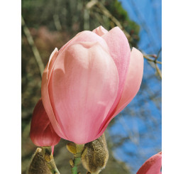 Magnolia soulang. Lennei / Šácholan, C1