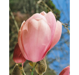 Magnolia soulang. Lennei / Šácholan, 80-100 cm, C10