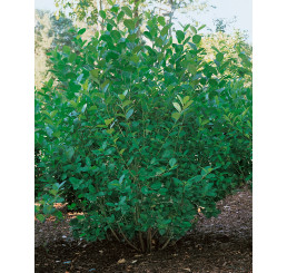 Aronia prunifolia ´Viking´ / Temnoplodec třešňolistý, 40-50 cm, C3