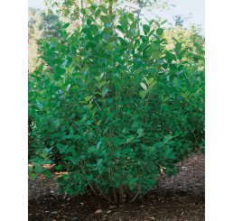 Aronia prunifolia ´Viking´ / Temnoplodec třešňolistý, 80-100 cm, C3