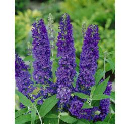 Buddleia davidii ´Empire Blue´ / Komule modrá, 30-40 cm, C3