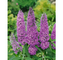 Buddleia davidii ´Ile de France´ / Komule Davidova fialová, C2