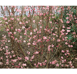 Viburnum bodnantense ´Dawn´ / Kalina, 80-100 cm, C3