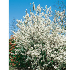 Amelanchier lamarckii / Muchovník Lamarckův, 40-50 cm, K9