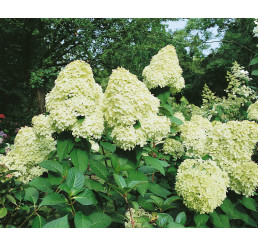 Hydrangea paniculata ´Limelight´ / Hortenzie latnatá, 40-50 cm, C3