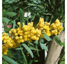 Acacia retinoides / Akácie, 80-100 cm, C1,5