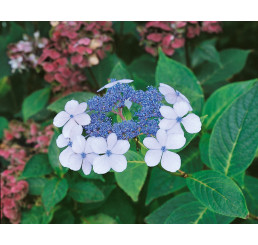 Hydrangea serrata ´BlueBird´ / Hortenzie pilovitá, 20-30 cm, C2