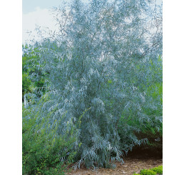 Salix exigua / Vrba, 30-40 cm, C3