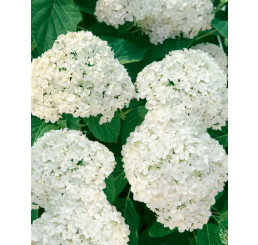 Hydrangea arborescens ´Grandiflora´ / Hortenzie stromečková, 30-40 cm, C3