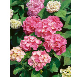 Hydrangea macrophylla ´Masja´ / Hortenzie velkolistá, 30-40 cm, C3