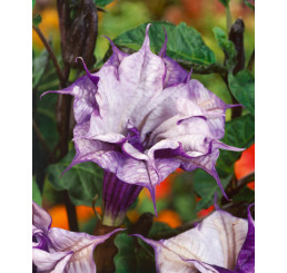 Datura metel / Durman metelový fialový plnokvětý, bal. 5 sem.