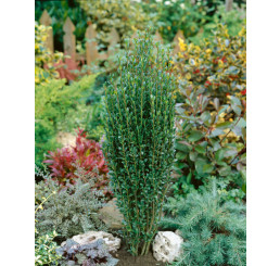 Ilex crenata ´Fastigiata´ / Cesmína vroubkovaná, 60-80 cm, C3