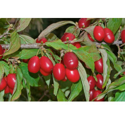 Cornus mas ´Jolico´ / Dřín velkoplodý, 60-80 cm, keř, C2