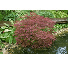 Acer palmatum ´Garnet´ / Javor dlanitoklaný, 30-40 cm, C5