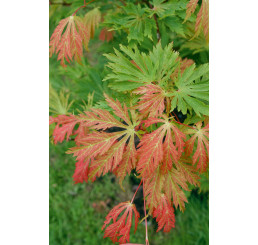 Acer japonicum ´Aconitifolium´ / Javor japonský, 30-40 cm, KB