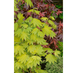 Acer shirasawanum ´Aureum´ / Javor shirasavanský, 30-40 cm, C5