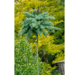 Larix kaempferi ´Blue Dwarf´ / Modřín Kaempferův, 100 cm kmínek, C10