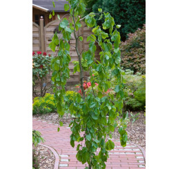 Fagus sylvatica ´Pendula´ / Buk lesní převislý, stromek, km 130 cm, C30