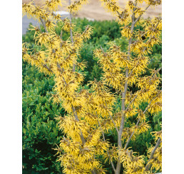 Hamamelis int. ´Arnold Promise´ / Vilín prostřední , 60-80 cm, C5