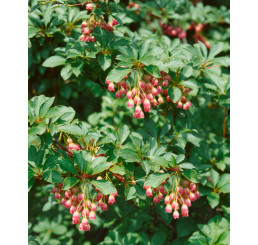 Enkianthus campanulatus / Enkiantus zvonkovitý, 45-50 cm, C7