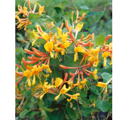 Lonicera tellmaniana / Zimolez Tellmanův, 100-20 cm, C5