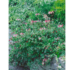 Lonicera ´Serotina´ / Zimolez, 80-100 cm, C2