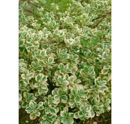 Euonymus fortunei ´Variegatus´ / Brslen Fortuneův, 15-20 cm, K9